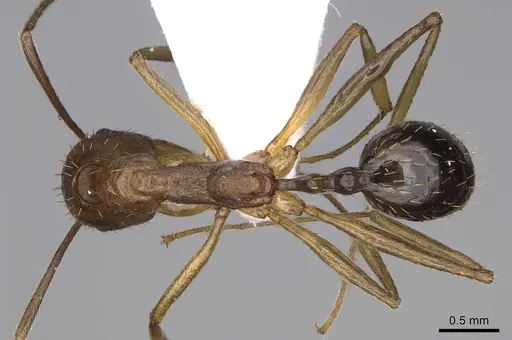 Aphaenogaster splendida specimen CASENT0914231 image casent0914231_1