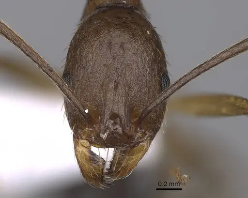 Aphaenogaster splendida specimen CASENT0914231 image casent0914231_2