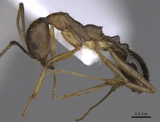 Aphaenogaster splendida specimen CASENT0914231 image casent0914231_3