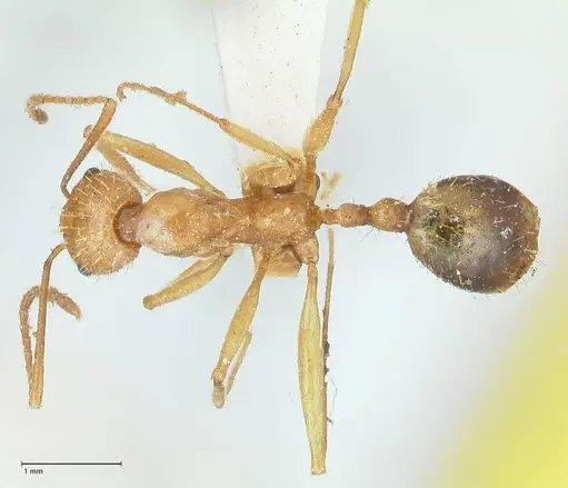 Aphaenogaster splendida specimen FOCOL1224 image focol1224_1