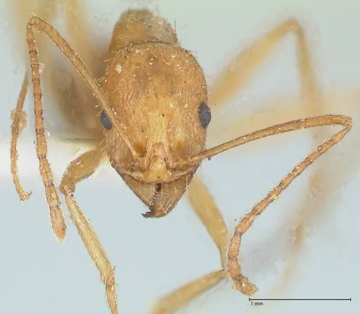 Aphaenogaster splendida specimen FOCOL1224 image focol1224_2