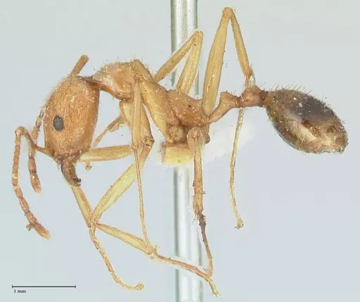 Aphaenogaster splendida specimen FOCOL1224 image focol1224_3