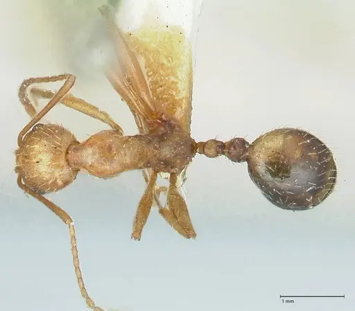 Aphaenogaster splendida specimen FOCOL1225 image focol1225_1