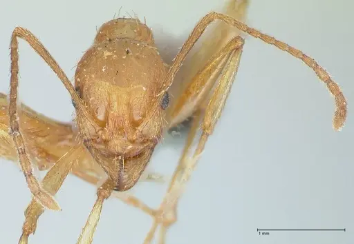 Aphaenogaster splendida specimen FOCOL1225 image focol1225_2