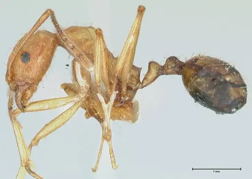 Aphaenogaster splendida specimen FOCOL1225 image focol1225_3