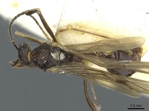Aphaenogaster sporadis specimen CASENT0913128 image casent0913128_1