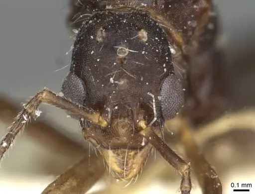 Aphaenogaster sporadis specimen CASENT0913128 image casent0913128_2