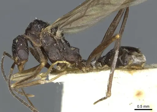 Aphaenogaster sporadis specimen CASENT0913128 image casent0913128_3