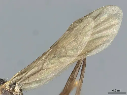 Aphaenogaster sporadis specimen CASENT0913128 image casent0913128_4