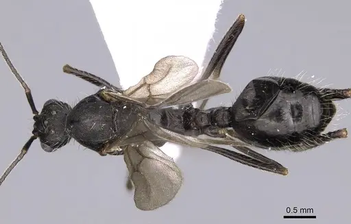 Aphaenogaster sporadis specimen CASENT0914226 image casent0914226_1