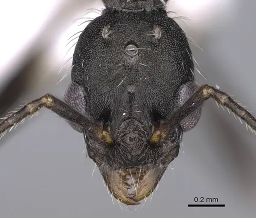 Aphaenogaster sporadis specimen CASENT0914226 image casent0914226_2
