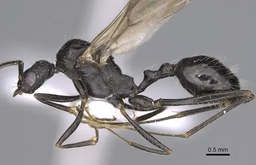 Aphaenogaster sporadis specimen CASENT0914226 image casent0914226_3