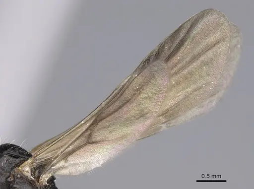 Aphaenogaster sporadis specimen CASENT0914226 image casent0914226_4