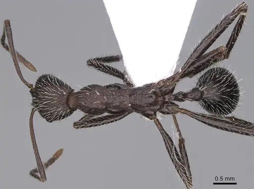Aphaenogaster sporadis specimen CASENT0914227 image casent0914227_1