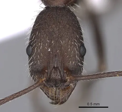 Aphaenogaster sporadis specimen CASENT0914227 image casent0914227_2