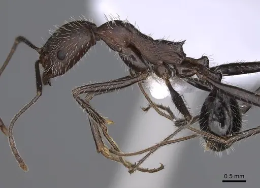 Aphaenogaster sporadis specimen CASENT0914227 image casent0914227_3