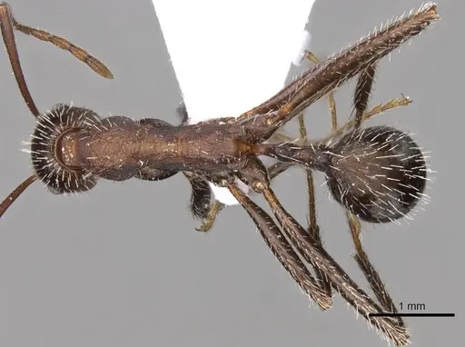 Aphaenogaster sporadis specimen CASENT0914421 image casent0914421_1