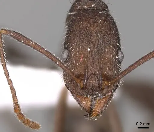 Aphaenogaster sporadis specimen CASENT0914421 image casent0914421_2