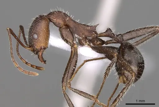 Aphaenogaster sporadis specimen CASENT0914421 image casent0914421_3