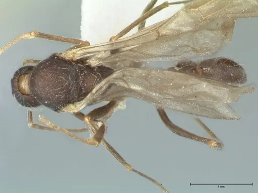 Aphaenogaster sporadis specimen FOCOL1241 image focol1241_1