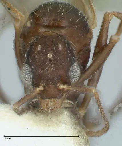 Aphaenogaster sporadis specimen FOCOL1241 image focol1241_2