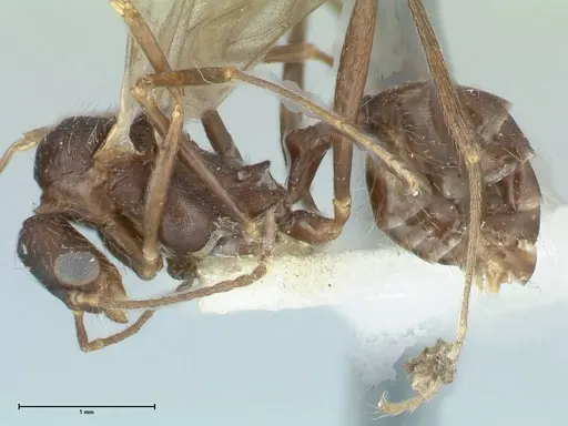 Aphaenogaster sporadis specimen FOCOL1241 image focol1241_3