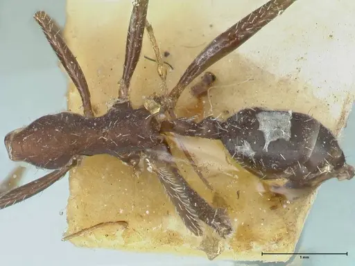 Aphaenogaster sporadis specimen FOCOL1242 image focol1242_1