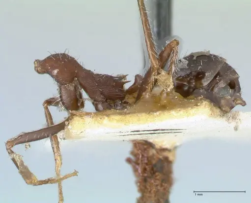 Aphaenogaster sporadis specimen FOCOL1242 image focol1242_2