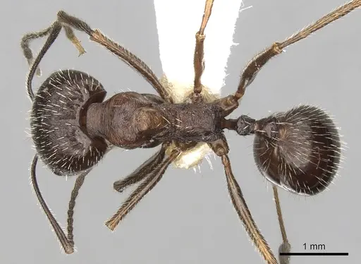 Aphaenogaster striativentris specimen CASENT0280964 image casent0280964_1