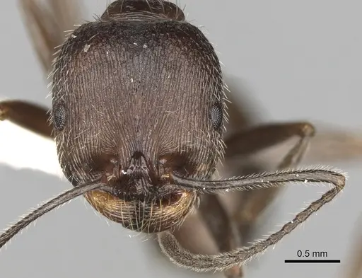 Aphaenogaster striativentris specimen CASENT0280964 image casent0280964_2