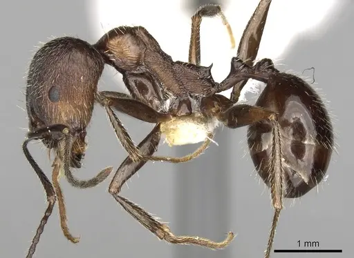 Aphaenogaster striativentris specimen CASENT0280964 image casent0280964_3