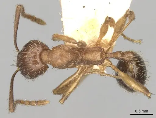 Aphaenogaster strioloides specimen CASENT0280955 image casent0280955_1