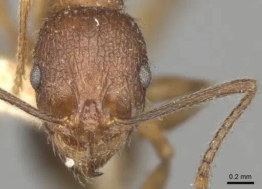 Aphaenogaster strioloides specimen CASENT0280955 image casent0280955_2