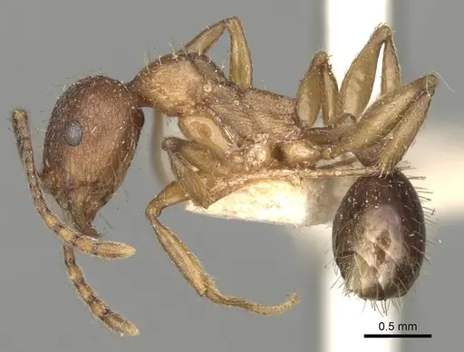 Aphaenogaster strioloides specimen CASENT0280955 image casent0280955_3