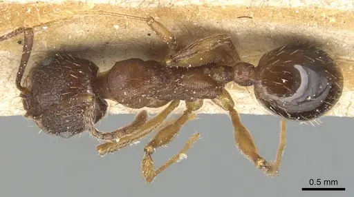 Aphaenogaster strioloides specimen CASENT0904174 image casent0904174_1