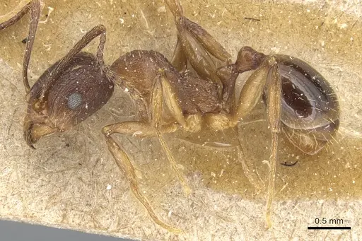 Aphaenogaster strioloides specimen CASENT0904174 image casent0904174_3