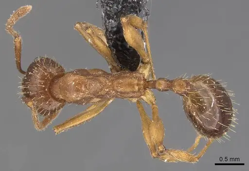 Aphaenogaster strioloides specimen CASENT0907685 image casent0907685_1
