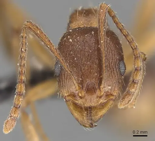 Aphaenogaster strioloides specimen CASENT0907685 image casent0907685_2