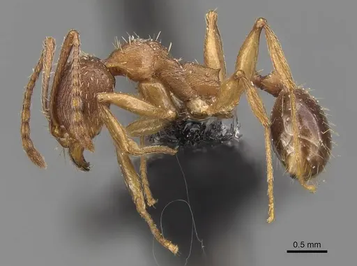 Aphaenogaster strioloides specimen CASENT0907685 image casent0907685_3