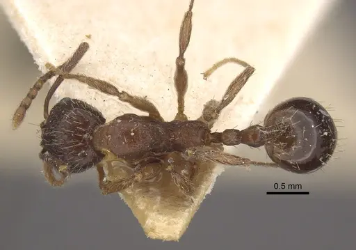 Aphaenogaster strioloides specimen CASENT0917750 image casent0917750_1