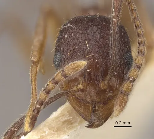 Aphaenogaster strioloides specimen CASENT0917750 image casent0917750_2