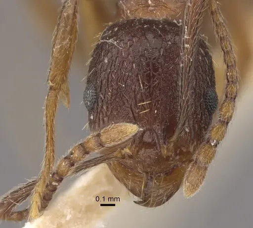 Aphaenogaster strioloides specimen CASENT0917750 image casent0917750_3