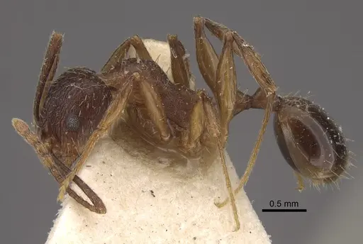 Aphaenogaster strioloides specimen CASENT0917750 image casent0917750_4