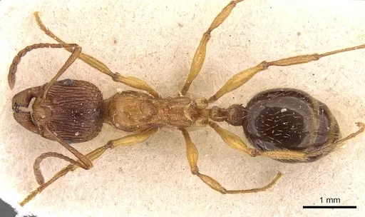 Aphaenogaster subcostata specimen CASENT0907698 image casent0907698_1