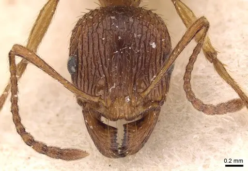 Aphaenogaster subcostata specimen CASENT0907698 image casent0907698_2