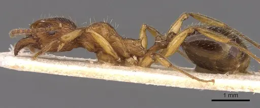 Aphaenogaster subcostata specimen CASENT0907698 image casent0907698_3