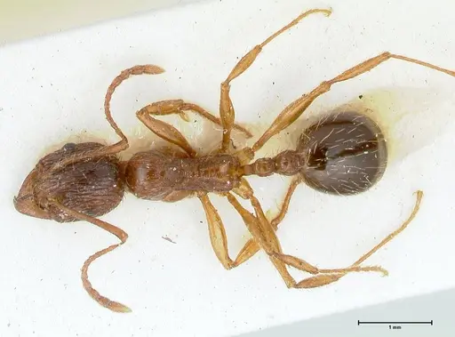 Aphaenogaster subcostata specimen FOCOL1220 image focol1220_1