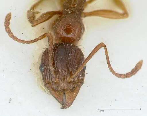 Aphaenogaster subcostata specimen FOCOL1220 image focol1220_2