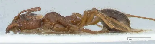 Aphaenogaster subcostata specimen FOCOL1220 image focol1220_3
