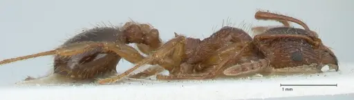 Aphaenogaster subcostata specimen FOCOL1220 image focol1220_4